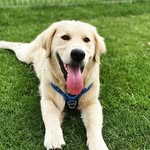 Thomas Manuel - @thomasthe_golden - Instagram
