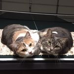 Maple & Thomas - @mapleandthomas - Instagram