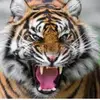 TigerThomas - @thomasmarco - TikTok