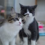 Thomas Marcus - @thomas_marcus.cat - Instagram