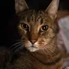thomasmarinaro53 - @thomasmarinaro53 - TikTok