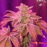 Thomas McCumber - @tommygunnzblazin89 - Instagram