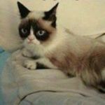 Thomas McGonagle - @thomas_mcg52 - Instagram