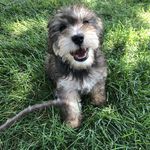 Thomas McVay - @phil_the_puppy - Instagram