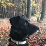 Thomas Meisner - @pouma.2020 - Instagram