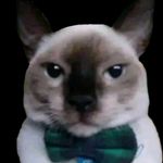 Thomas Merlo - @thomas__merlo - Instagram