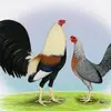 micklethomas8 - @micklethomas8 - TikTok