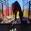 Thomas n horsey - @thomasmizelle8 - TikTok