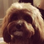 Thomas Moir - @thomas_moir - Instagram