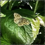 Tomas Mongold - @nanabyronliy - Instagram