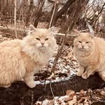Thomas078 - @thomasmoroz4321 - Instagram