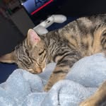 Thomas mudge - @whiskey_the_cat____ - Instagram