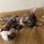 Thomas Muffin “Tom Tom” - @thomas_muffin_ - Instagram