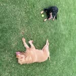 Thomas Muirhead - @thomasmuirhead2 - Instagram