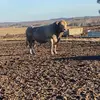Thomas_Murray - @legit_thomas_murray - TikTok