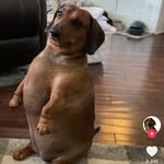 Scheech_trix - @thomasmitseinermutter - Instagram