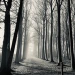Thomas Negus - @tom_negus_tree_care - Instagram
