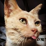 Thomas Newcombe - @gobochops - Instagram