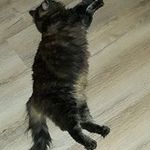 Thomas Normand - @thomasnormand45330 - Instagram