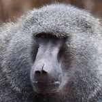 Richard Thomas Nuttall - @canary614 - Instagram