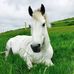 Horse Grazing Paddocks Robert Thomas Farms,Haywood Oaks and Nottinghamshire - Facebook