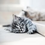 Thomas O’Connell - @furever.wild.pet.photography - Instagram