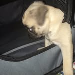 Thomas O'Donnell - @puggsey1256 - Instagram