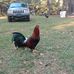 Tommy Ogletree - Facebook