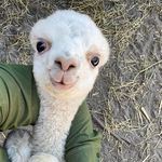 Millie Thomas Oldham - @a_millie11 - Instagram