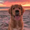 Thomas Orsini - @thomas.orsini1 - TikTok