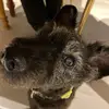 user9716858036662 - @thomas.orsich - TikTok