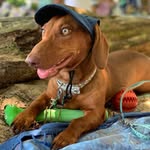 Thomás Oviedo Murillo🐾 🌭 - @thomas_elsalchi - Instagram
