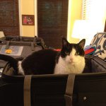 Suzy Thomas Pattillo - @catsobd - Instagram