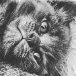 THOMAS - @thomas_peakyblinders - Instagram