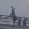 thomaspecora32 - @thomaspecora32 - TikTok