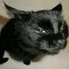 Thomas Peltier330 - @thomaspeltier330 - TikTok