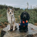 Thomas 👶🏼 Pepper & Parker 🐾🐾 - @life_with_the_lawtons - Instagram