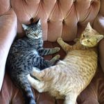 Thomas And Pepper - @thomas_pepper - Instagram
