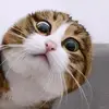 Thomas peralta... - @thomas.peralta83 - TikTok