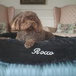 Thomas Perrone - @thomas.perrone.31 - Instagram