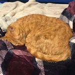 Hammurabi Thomas Persons - @hamcat_16 - Instagram