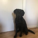 Thomas Petch - Facebook