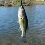 Thomas Pettit - @thomasp_fishing_ - Instagram