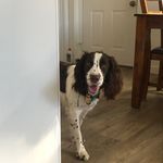 Thomas Pettit - @tommithee - Instagram