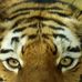 Thomas Pfister - Facebook
