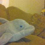 Thomas Philyaw - @dolphin_lover100 - Instagram
