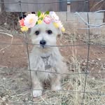 Sir Duke Thomas Pickens - @sir_duke_thomas_pickens - Instagram