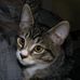 Henry Thomas Pickle - Facebook