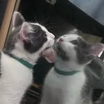 Thomas Pickles Orton-Taylor - @sir.thomaspickles - Instagram