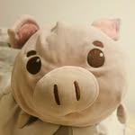 Thomas - @mr_thomas_piggy - Instagram